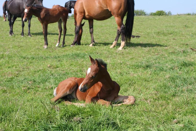 Bay Pony Colt to make 148 (14.2)  by Filesco (Boss VDL x Phin Phin x Calvados)