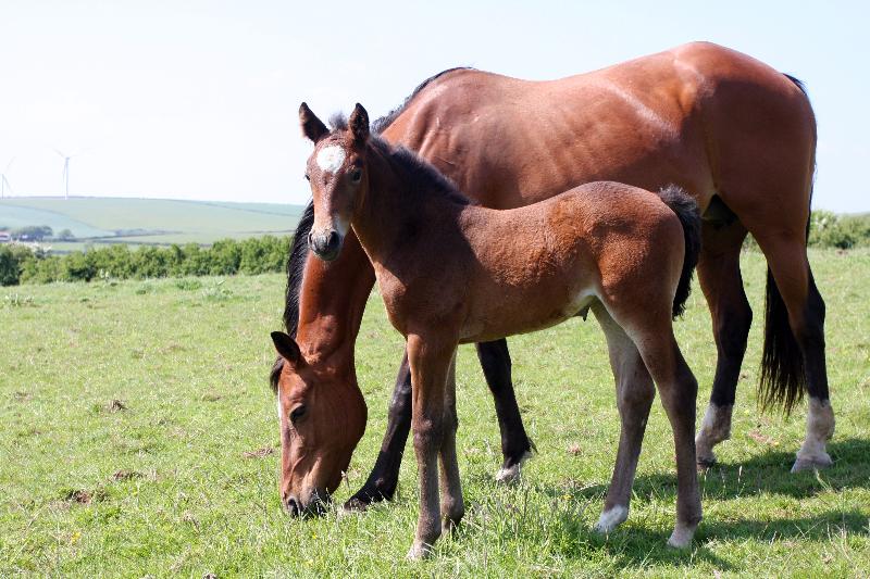 Stunning Bay Filly to make 16.2  by Filesco (Boss VDL x Phin Phin x Calvados) x Paco (Kojak) x Hinault