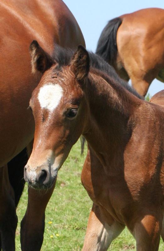 Stunning Bay Filly to make 16.2  by Filesco (Boss VDL x Phin Phin x Calvados) x Paco (Kojak) x Hinault