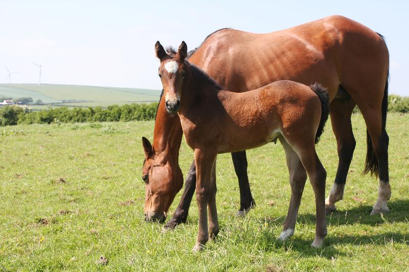 Stunning Bay Filly to make 16.2  by Filesco (Boss VDL x Phin Phin x Calvados) x Paco (Kojak) x Hinault