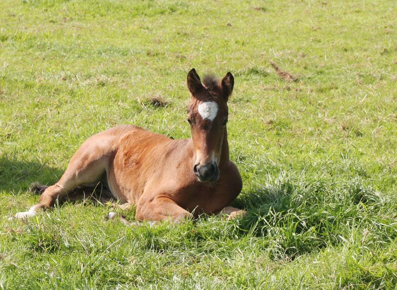 Stunning Bay Filly to make 16.2  by Filesco (Boss VDL x Phin Phin x Calvados) x Paco (Kojak) x Hinault