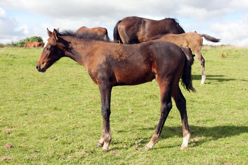 Stunning Bay Filly to make 16.2  by Filesco (Boss VDL x Phin Phin x Calvados) x Paco (Kojak) x Hinault