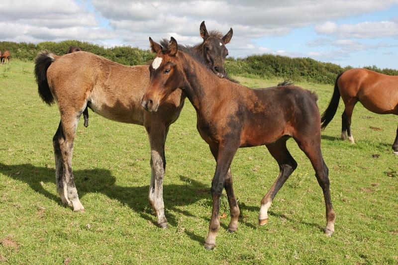 Stunning Bay Filly to make 16.2  by Filesco (Boss VDL x Phin Phin x Calvados) x Paco (Kojak) x Hinault