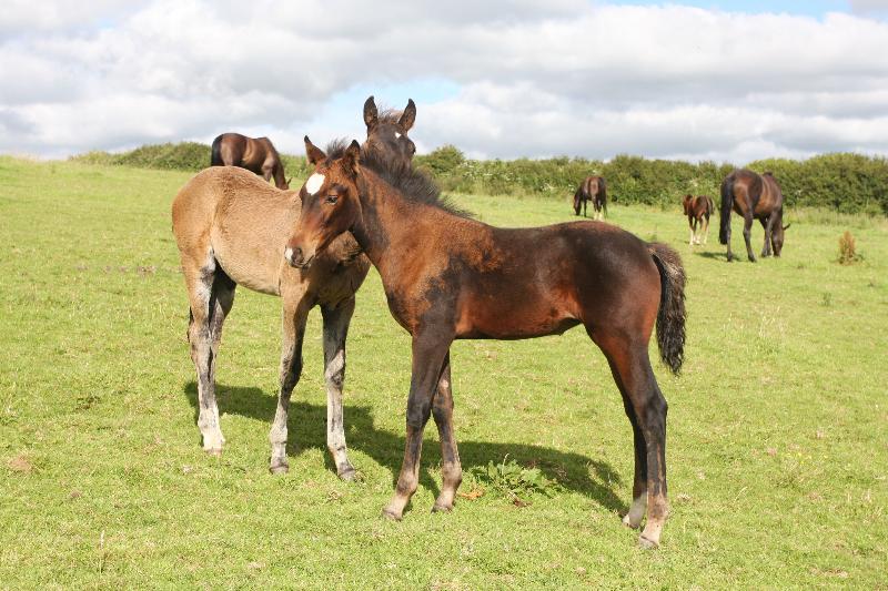 Stunning Bay Filly to make 16.2  by Filesco (Boss VDL x Phin Phin x Calvados) x Paco (Kojak) x Hinault