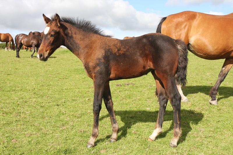 Stunning Bay Filly to make 16.2  by Filesco (Boss VDL x Phin Phin x Calvados) x Paco (Kojak) x Hinault