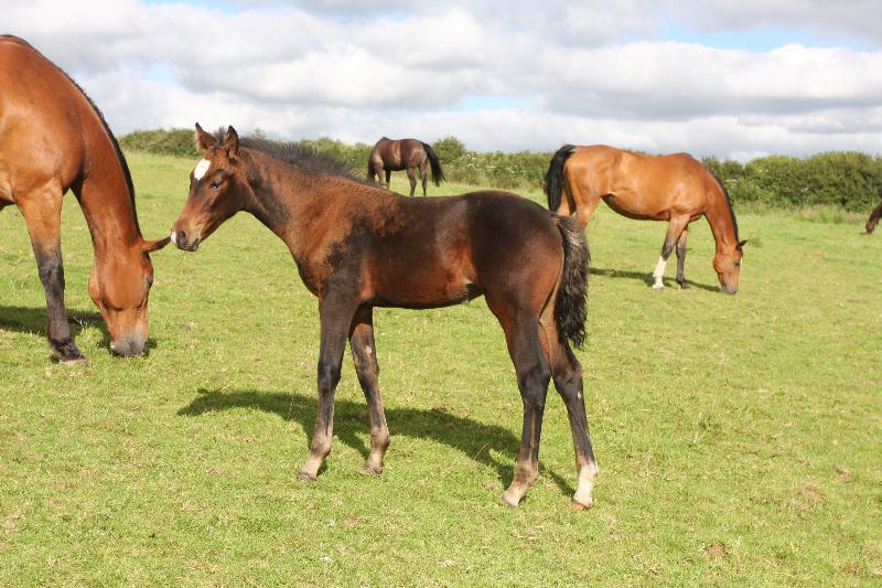 Stunning Bay Filly to make 16.2  by Filesco (Boss VDL x Phin Phin x Calvados) x Paco (Kojak) x Hinault