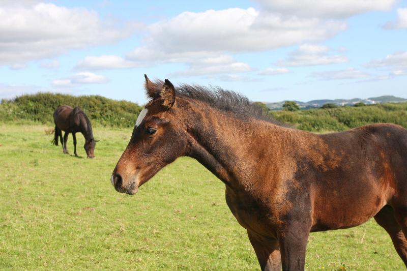 Stunning Bay Filly to make 16.2  by Filesco (Boss VDL x Phin Phin x Calvados) x Paco (Kojak) x Hinault