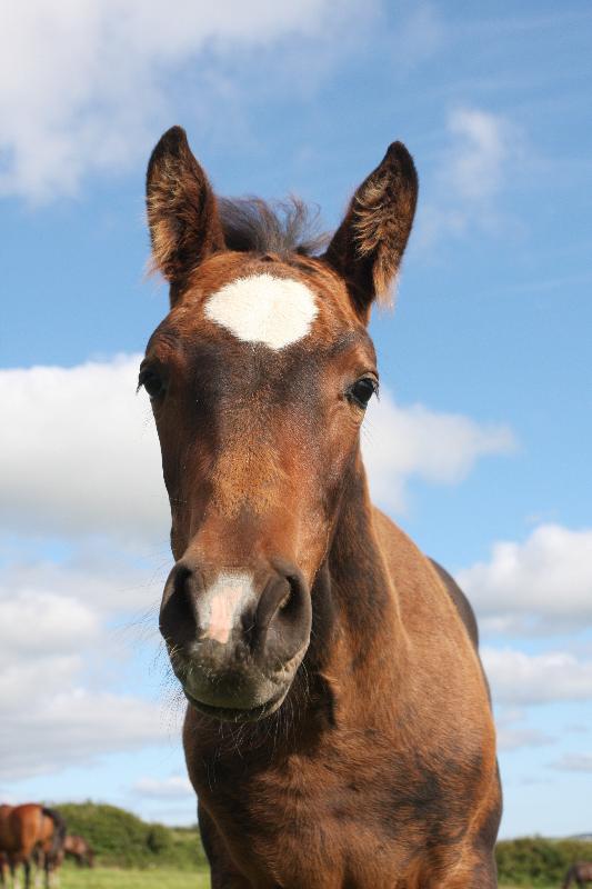 Stunning Bay Filly to make 16.2  by Filesco (Boss VDL x Phin Phin x Calvados) x Paco (Kojak) x Hinault