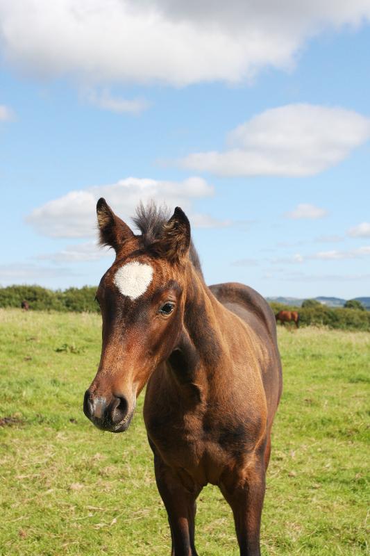 Stunning Bay Filly to make 16.2  by Filesco (Boss VDL x Phin Phin x Calvados) x Paco (Kojak) x Hinault