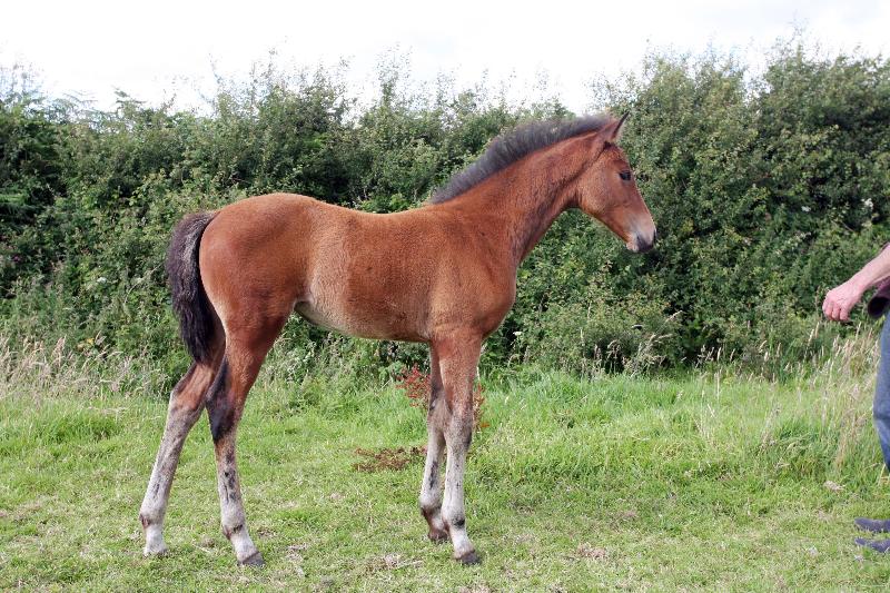 Beautiful Bay Filly to make 16.2  by Filesco (Boss VDL x Phin Phin x Calvados) x Vittorio x Calando I x Ramiro