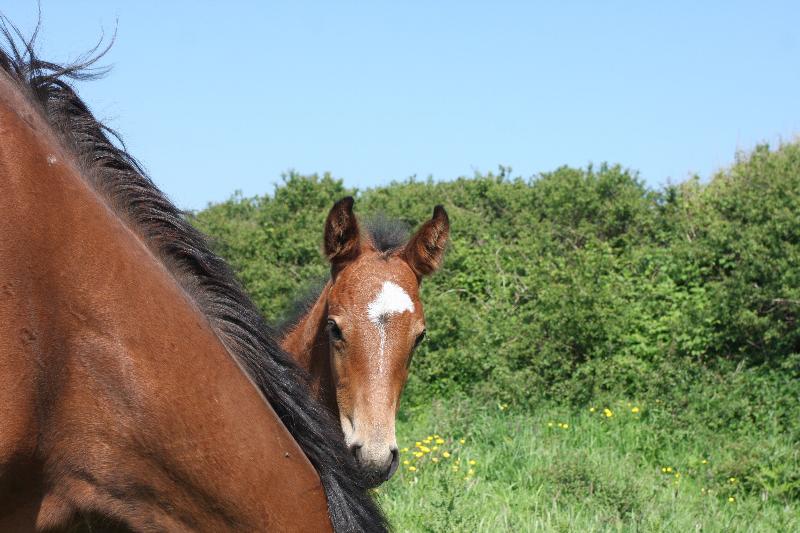 Beautiful Bay Filly to make 16.2  by Filesco (Boss VDL x Phin Phin x Calvados) x Vittorio x Calando I x Ramiro