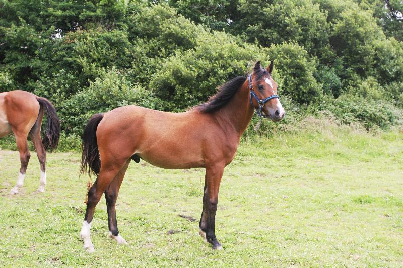 2015 stunning 148 yearling colt- A PROPER COMPETITION PONY!