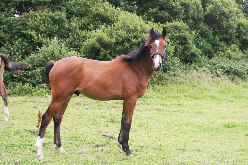 2015 stunning 148 yearling colt- A PROPER COMPETITION PONY!