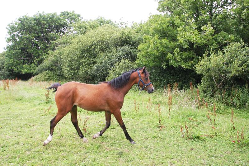 2015 stunning 148 yearling colt- A PROPER COMPETITION PONY!