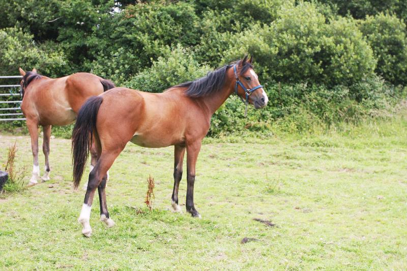 2015 stunning 148 yearling colt- A PROPER COMPETITION PONY!