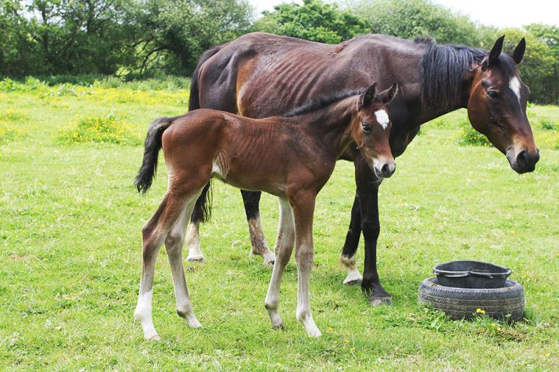 2017 Foals