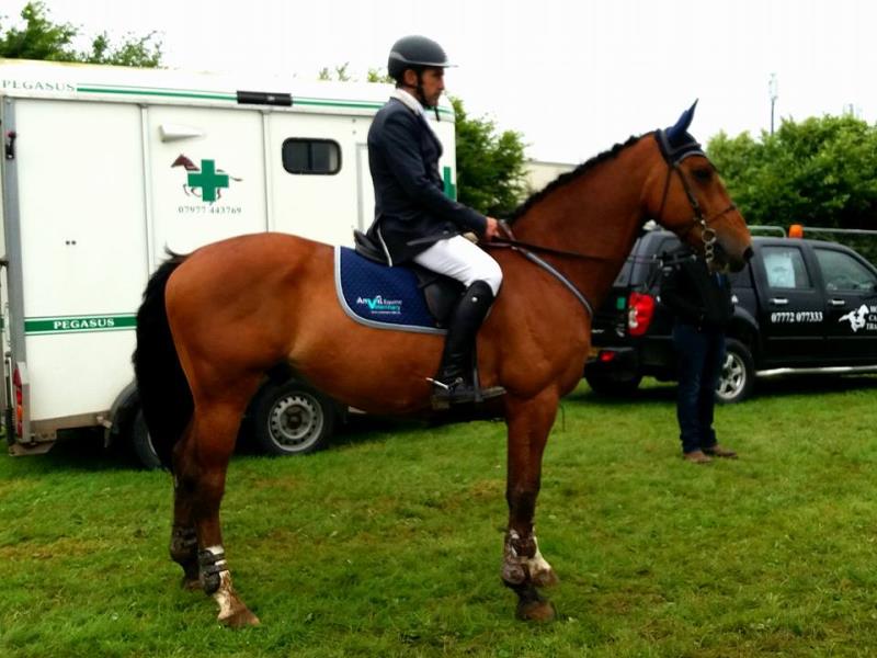 Super jumper by Calvaro Z, out of the international mare Marleen ridden by Geoff Luckett