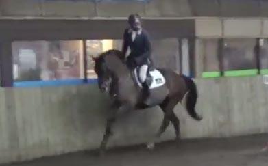 Showjumper / Eventer / Dressage - super sweet allrounder with all the movement