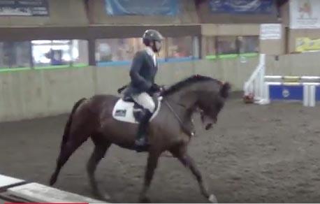 Showjumper / Eventer / Dressage - super sweet allrounder with all the movement