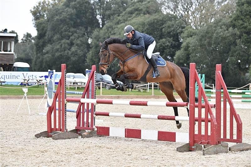 Superb Allrounder / Hunter / Jumper