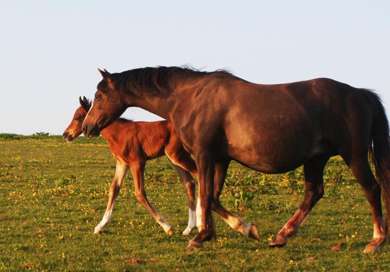 Looking for your next top showjumping pony!!!!  Flashy Bay Pony Colt