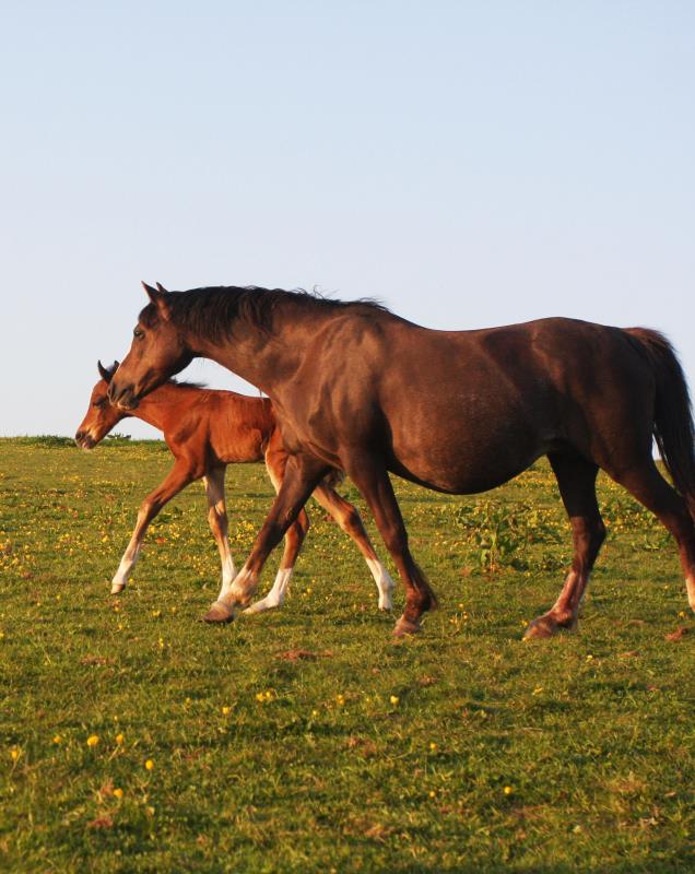 Looking for your next top showjumping pony!!!!  Flashy Bay Pony Colt