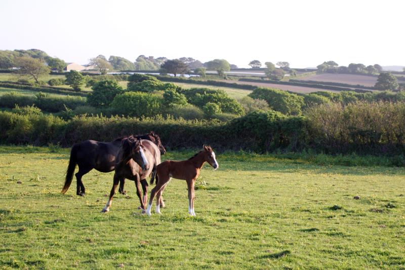 Looking for your next top showjumping pony!!!!  Flashy Bay Pony Colt