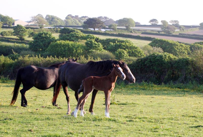 Looking for your next top showjumping pony!!!!  Flashy Bay Pony Colt