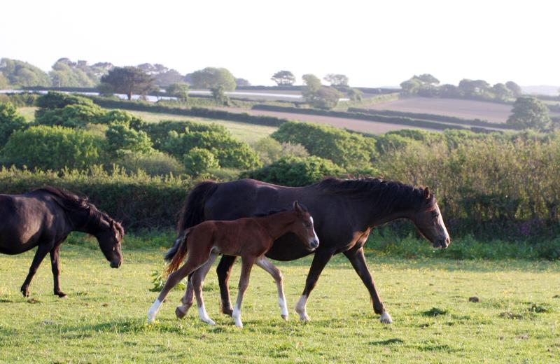 Looking for your next top showjumping pony!!!!  Flashy Bay Pony Colt