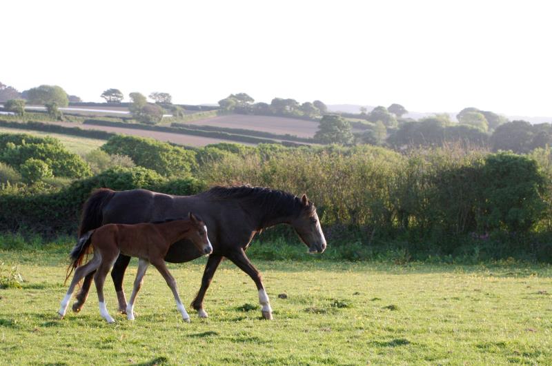 Looking for your next top showjumping pony!!!!  Flashy Bay Pony Colt