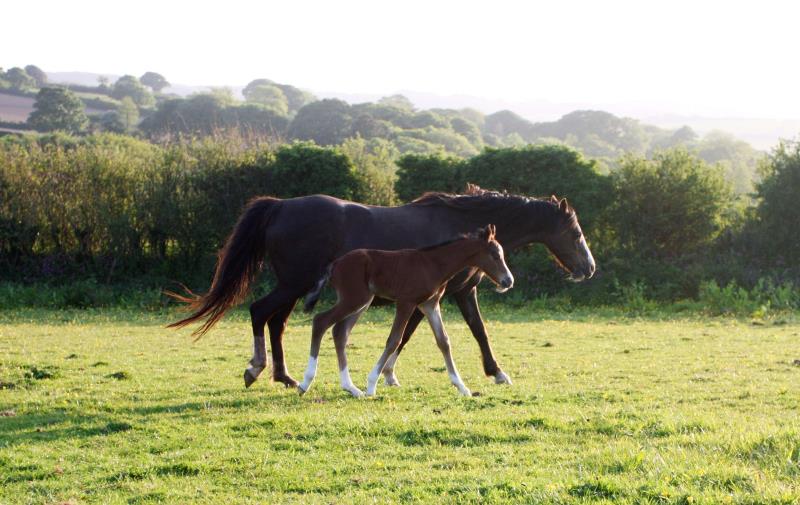 Looking for your next top showjumping pony!!!!  Flashy Bay Pony Colt