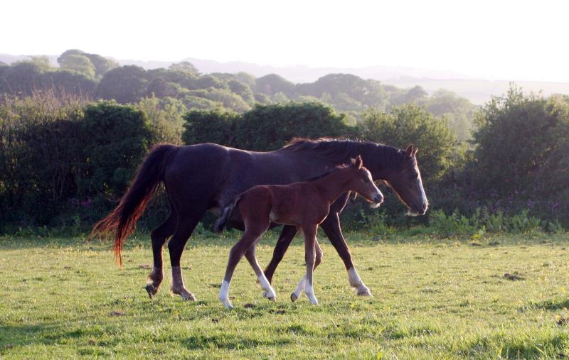 Looking for your next top showjumping pony!!!!  Flashy Bay Pony Colt