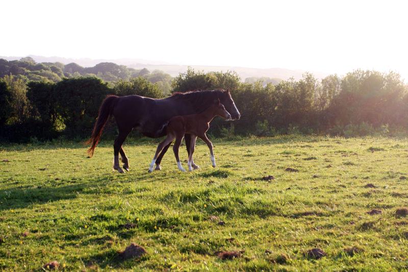 Looking for your next top showjumping pony!!!!  Flashy Bay Pony Colt