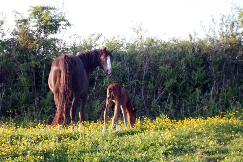 Looking for your next top showjumping pony!!!!  Flashy Bay Pony Colt