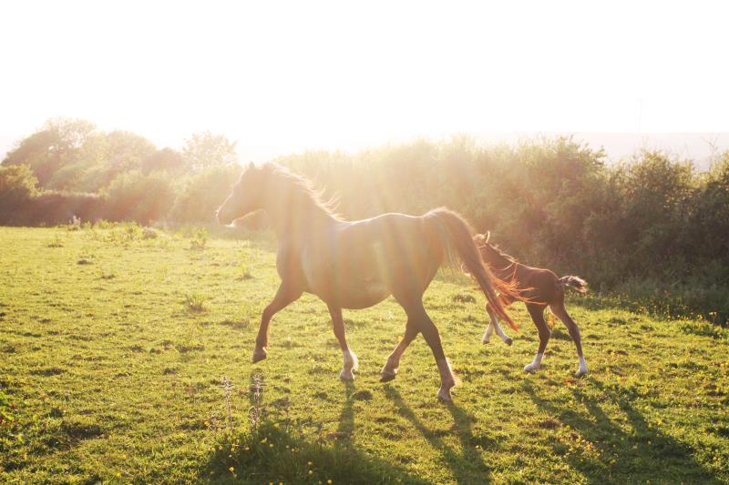 Looking for your next top showjumping pony!!!!  Flashy Bay Pony Colt