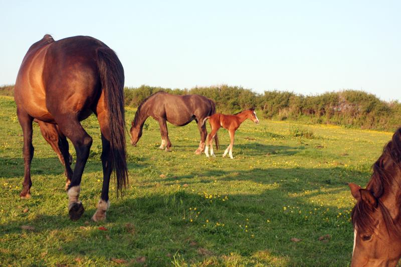 Looking for your next top showjumping pony!!!!  Flashy Bay Pony Colt