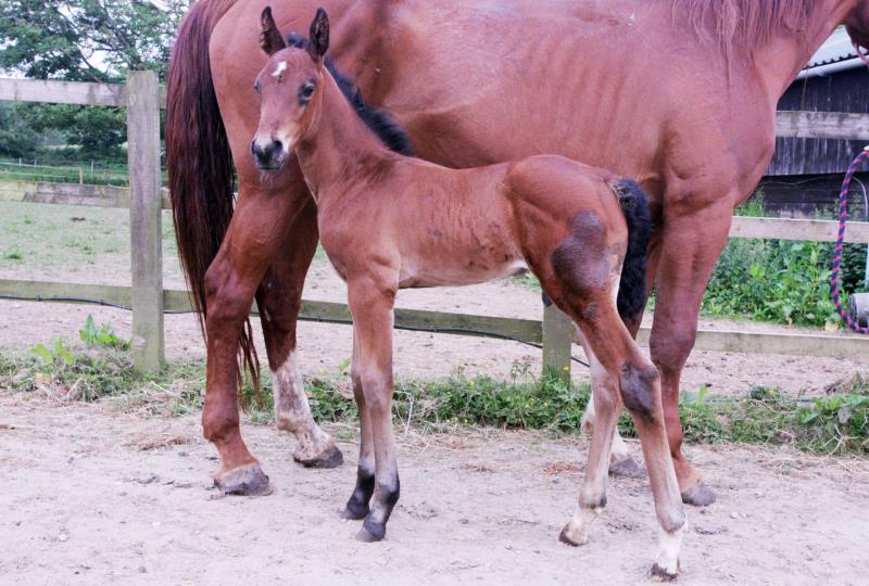 Class Bay Colt to make 16.3 by Filesco (Boss VDL x Phin Phin x Calvados) x Aerobic (Carthago Z x Heartbreaker)