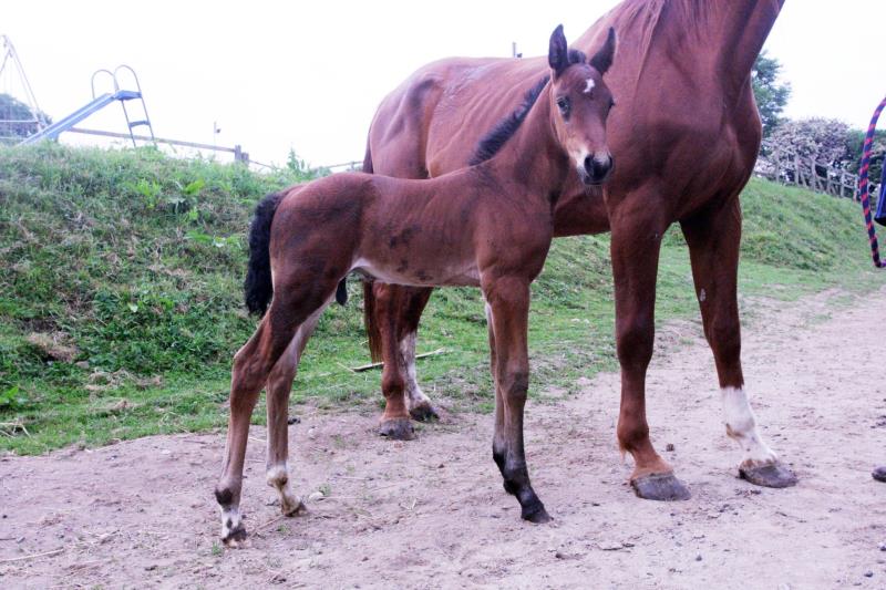 Class Bay Colt to make 16.3 by Filesco (Boss VDL x Phin Phin x Calvados) x Aerobic (Carthago Z x Heartbreaker)