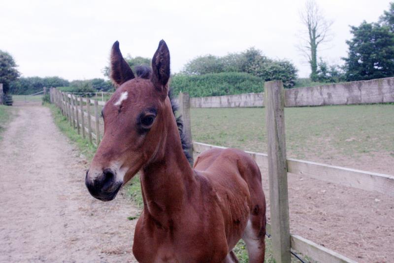 Class Bay Colt to make 16.3 by Filesco (Boss VDL x Phin Phin x Calvados) x Aerobic (Carthago Z x Heartbreaker)