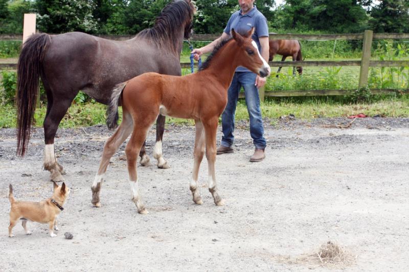 Looking for your next top showjumping pony!!!!  Flashy Bay Pony Colt