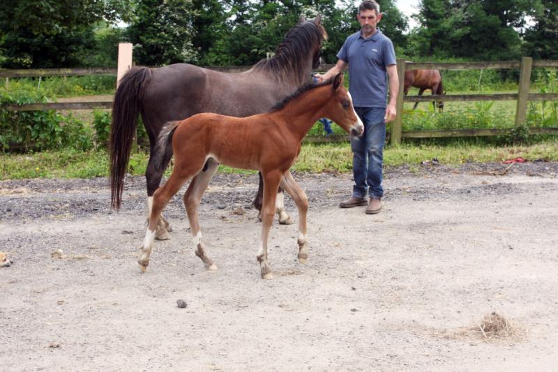 Looking for your next top showjumping pony!!!!  Flashy Bay Pony Colt