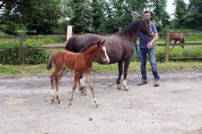 Looking for your next top showjumping pony!!!!  Flashy Bay Pony Colt