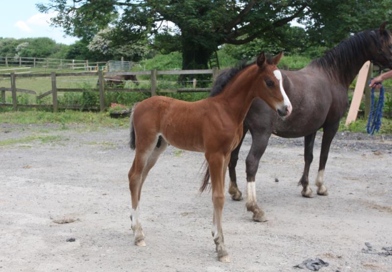 Looking for your next top showjumping pony!!!!  Flashy Bay Pony Colt