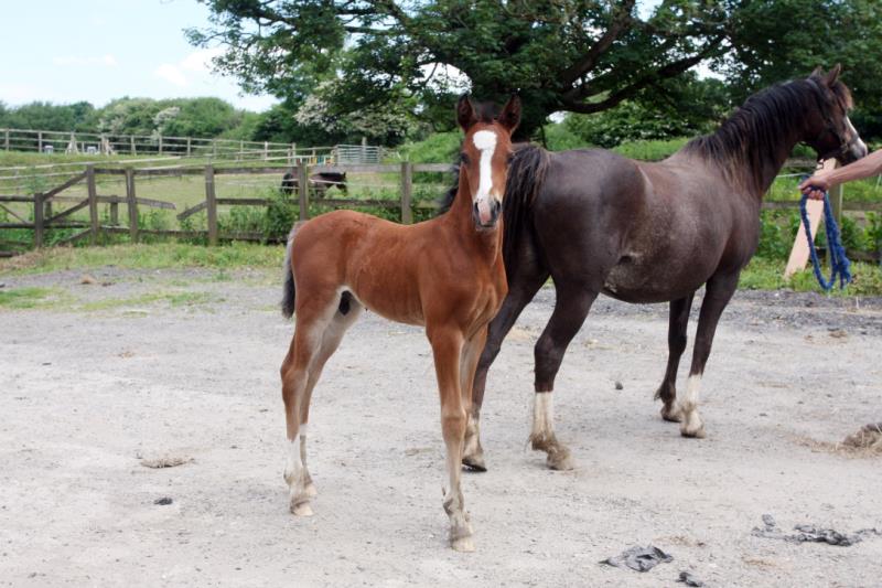 Looking for your next top showjumping pony!!!!  Flashy Bay Pony Colt