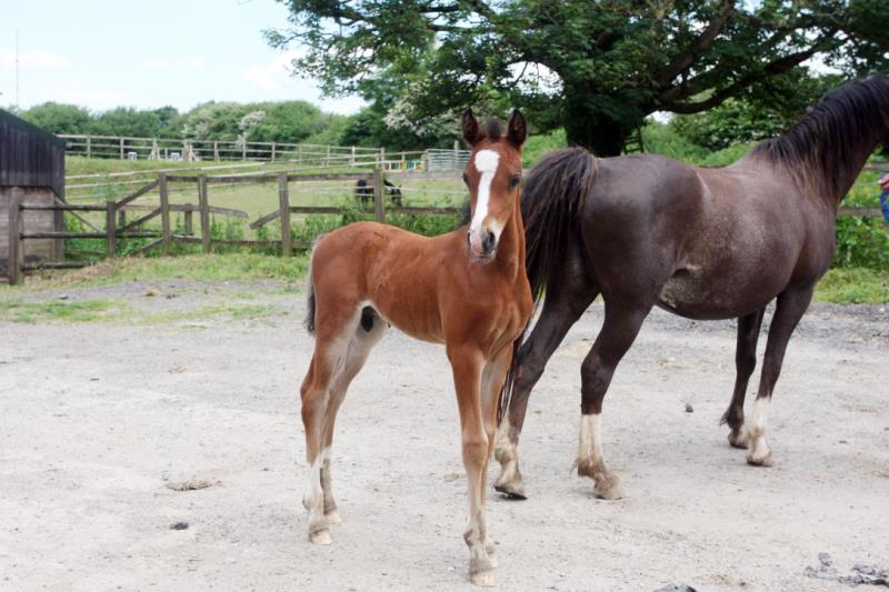 Looking for your next top showjumping pony!!!!  Flashy Bay Pony Colt