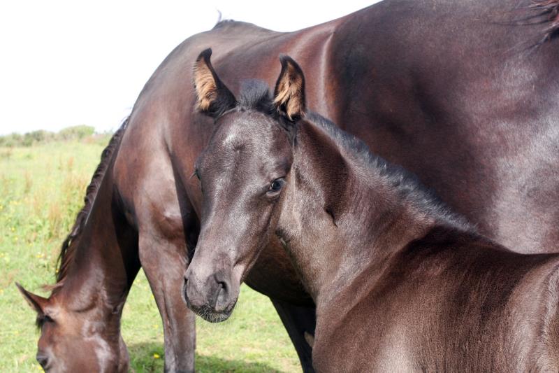 Smart Black Colt to make 16.1/2 by Filesco (Boss VDL x Phin Phin x Calvados) x VDL Natal x Caretino