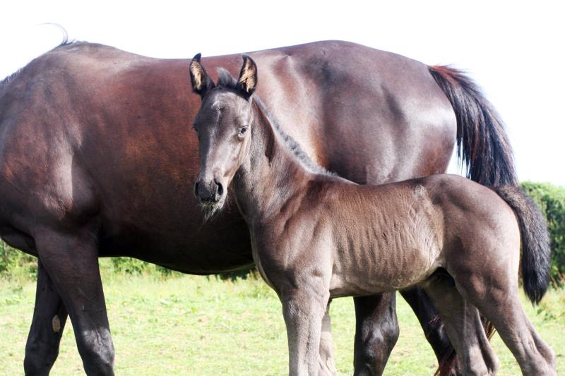 Smart Black Colt to make 16.1/2 by Filesco (Boss VDL x Phin Phin x Calvados) x VDL Natal x Caretino