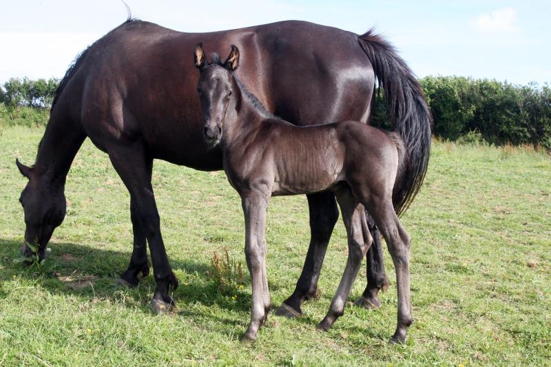 Smart Black Colt to make 16.1/2 by Filesco (Boss VDL x Phin Phin x Calvados) x VDL Natal x Caretino