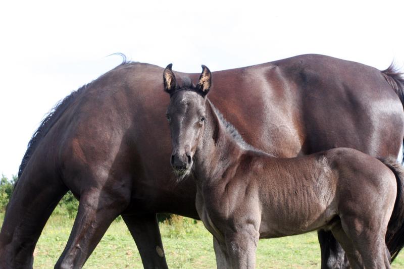 Smart Black Colt to make 16.1/2 by Filesco (Boss VDL x Phin Phin x Calvados) x VDL Natal x Caretino