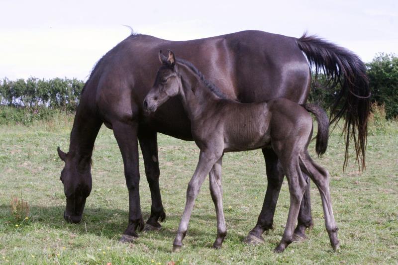 Smart Black Colt to make 16.1/2 by Filesco (Boss VDL x Phin Phin x Calvados) x VDL Natal x Caretino